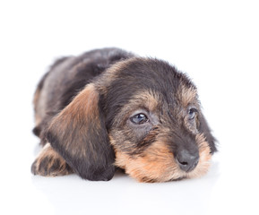 Sad dachshund puppy looking away. isolated on white background