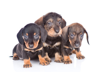 Three Dachshund puppies looking at camera together. isolated on white background