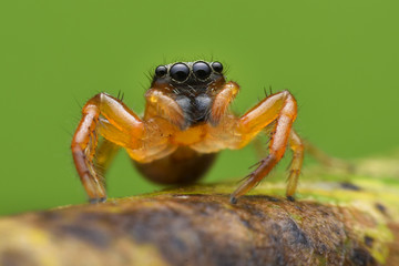 Unknown jumping spider china