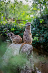 Suricates