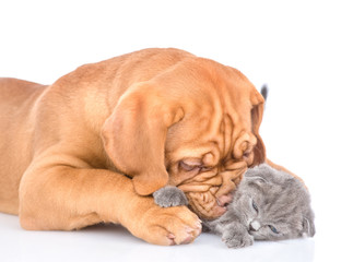 Playful bordeaux puppy bitting kitten. isolated on white background