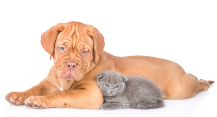Bordeaux puppy lying with tiny kitten in side view. isolated on white background