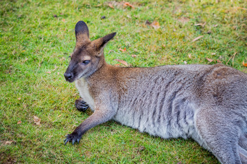 Wallaby à cou rouge