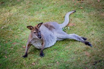 Wallaby à cou rouge