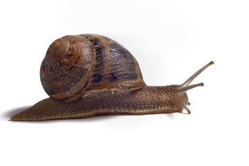 Close-up of a snail on white background