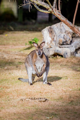 Wallaby à cou rouge