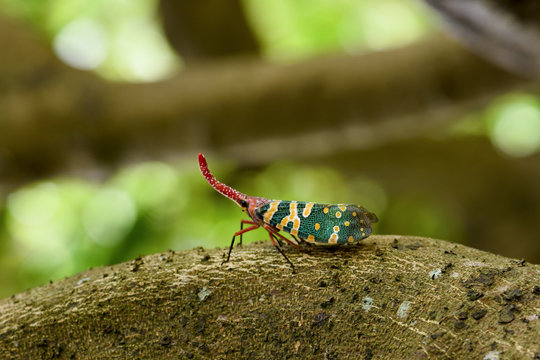 Lantern bug on tree