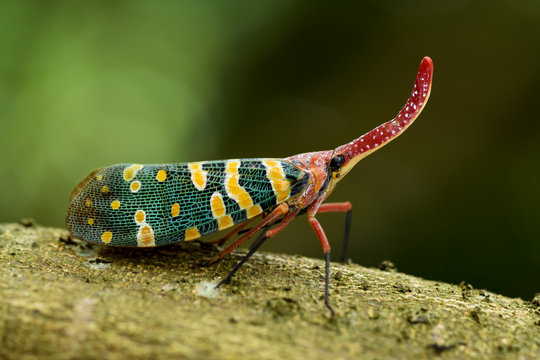 Lantern bug on tree