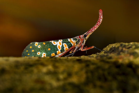 Lantern bug on tree