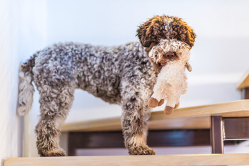 Cute Lagotto Romagnolo dog playing with stuffed toy