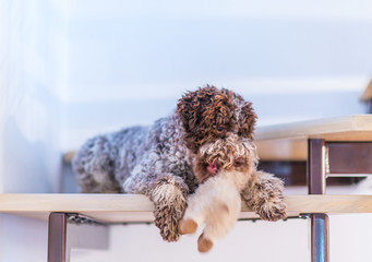 Cute Lagotto Romagnolo dog playing with stuffed toy