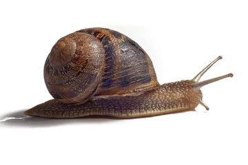 Close-up of a snail on white background