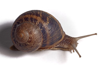 Close-up of a snail on white background