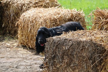 cute black cocker spaniel is walking in the garden between straw bales