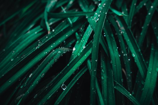 Nature photography is a wide range of photography taken outdoors and devoted to displaying natural elements such as landscapes, wildlife, plants, and close-ups of natural scenes and textures.