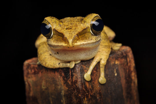 Close up of polypedates megacephalus frog