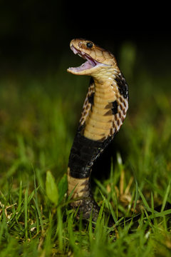 Chinese Cobra