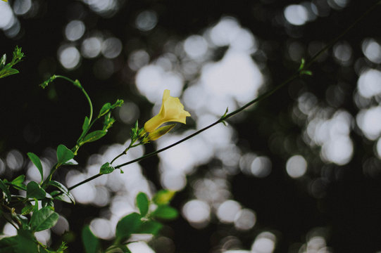 Nature photography is a wide range of photography taken outdoors and devoted to displaying natural elements such as landscapes, wildlife, plants, and close-ups of natural scenes and textures.