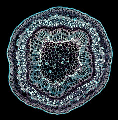 willow stem - cross section cut under the microscope – microscopic view of plant cells for botanic education © klickit24