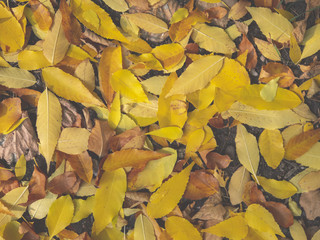 Autumn Leaves Background. Colorful autumn leaves