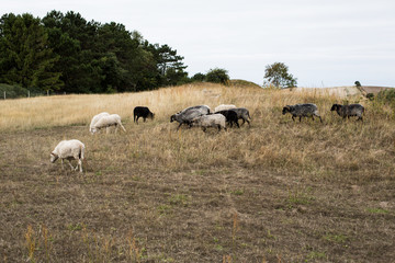 Fototapeta premium sheep grazing in summer on dry meadow