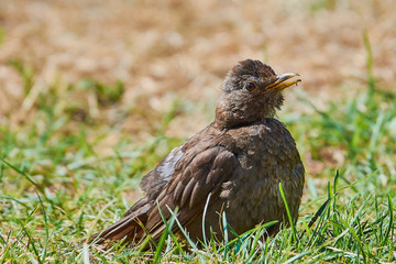 blackbird (turdus merula) brown in the green grass in Brittany, with open beak