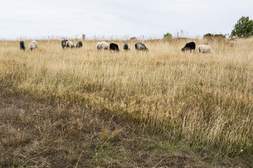 Fototapeta na wymiar grazing sheep herd