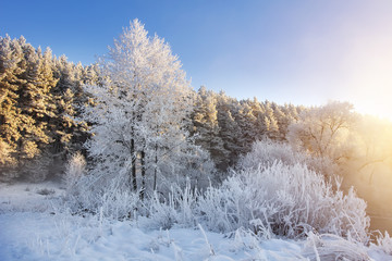 Beautiful winter nature in morning sunlight. Frosty trees and plants in winter scene. Wonderful clear sunny winter day. Christmas landscape. Frost and snow. Trees covered by hoarfrost