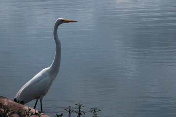 Heron