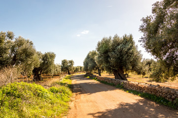 Olive trees in the countryside of Ostuni in Salento on the Adriatic sea