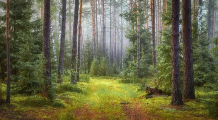 Fototapeten Natur grüne Waldlandschaft © dzmitrock87