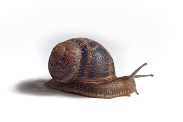 Close-up of a snail on white background