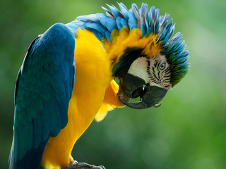 鮮やかなルリコンゴウインコ