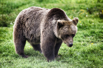 Fototapeta na wymiar Bär wandert durch die Wiese