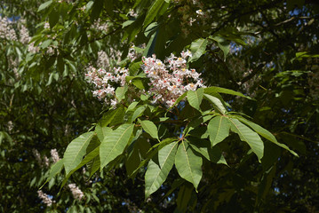 Aesculus indica