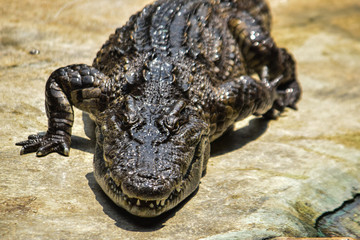  Crocodile farm