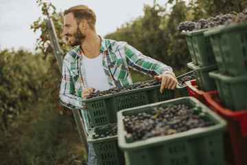 Grape harvest
