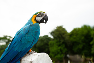 Blue & Gold Macaw parrot