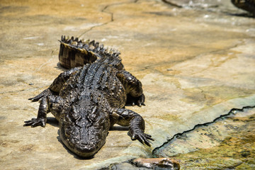  Crocodile farm