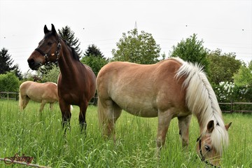Obraz premium horse in the field