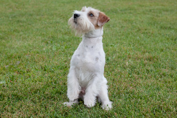 Cute jack russell terrier puppy is standing on the hind paws. Pet animals.