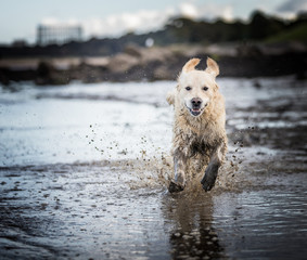 The Golden Retriever