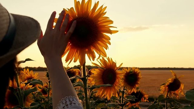 Young woman's hand touches the sunflower in the field during sunset, close-up.