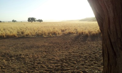 Arbre et d&eacute;sert &agrave; la belle lumi&egrave;re