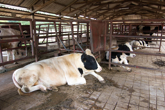 Dairy cows in a cowshed for industrial agriculture to produce cow's milk Asia Thailand.