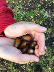 Autumn brown acorns in the hands view 