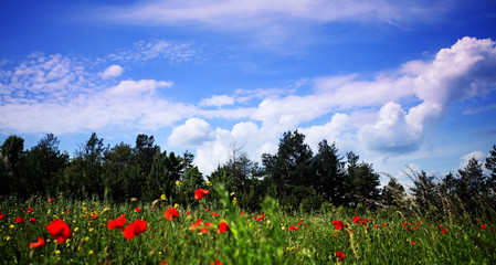 green glade in front of pine wood