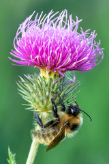 Bumblebee sitting on a flower