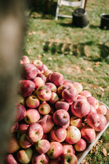 Äpfel in Schubkarre