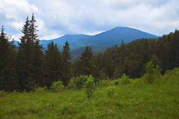 Fototapeta premium beautiful forest landscape in the mountains